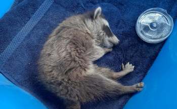 A baby raccoon sleeping on a towel.