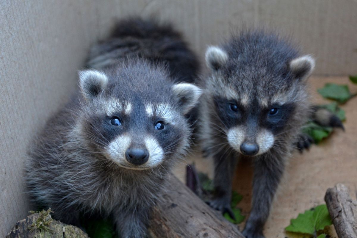 Baby raccoons.