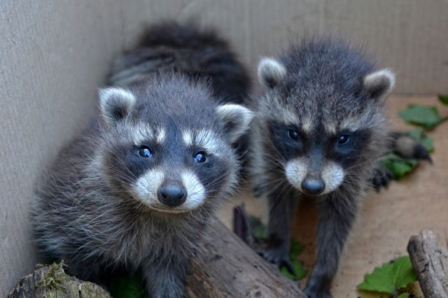 Baby raccoons.