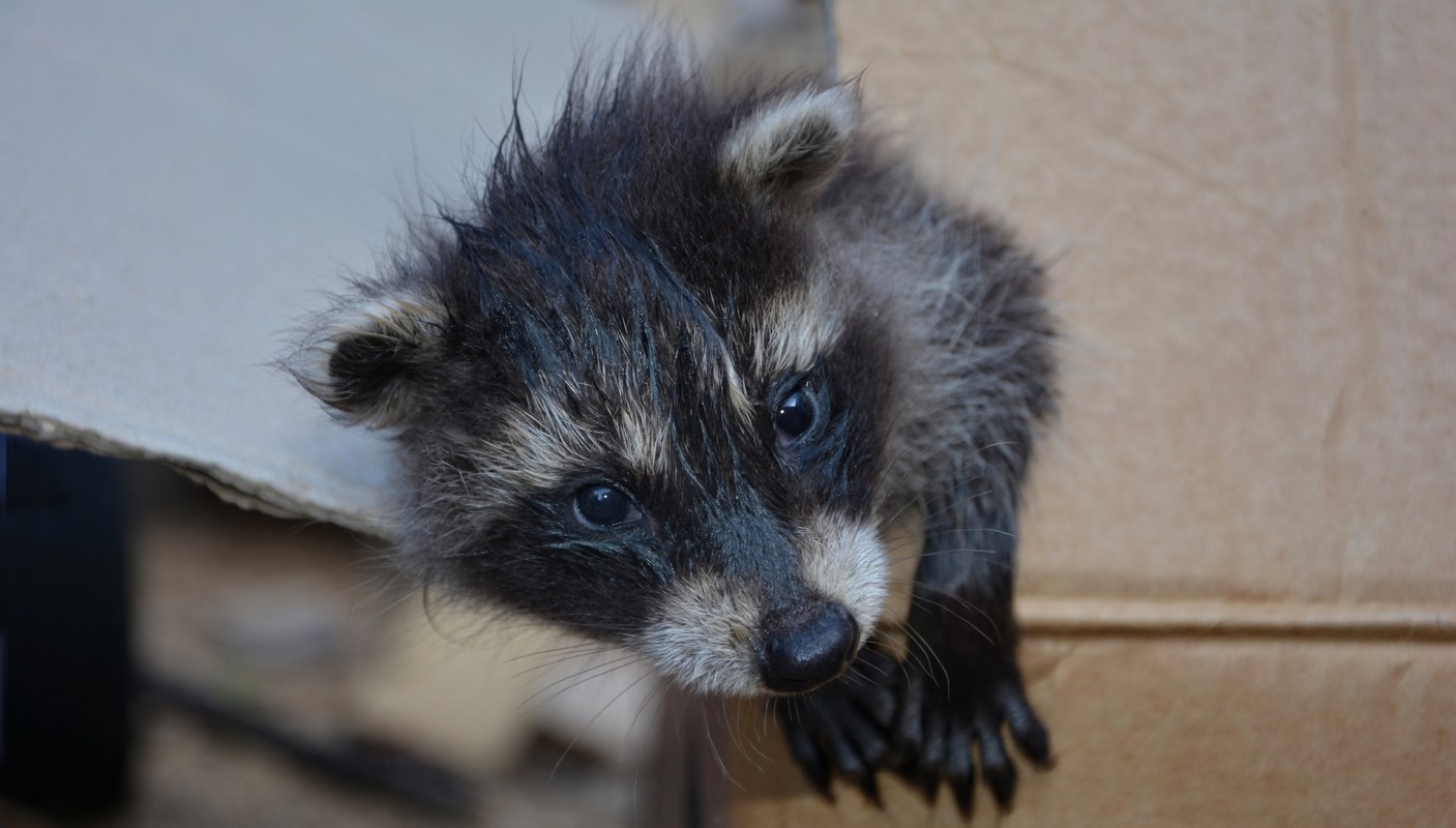 A raccoon.