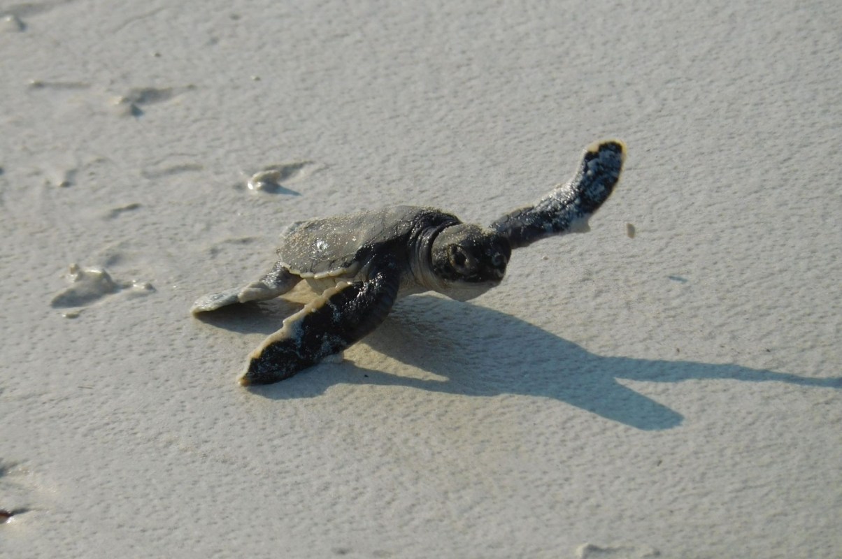 sea turtle hatchling crawls toward ocean
