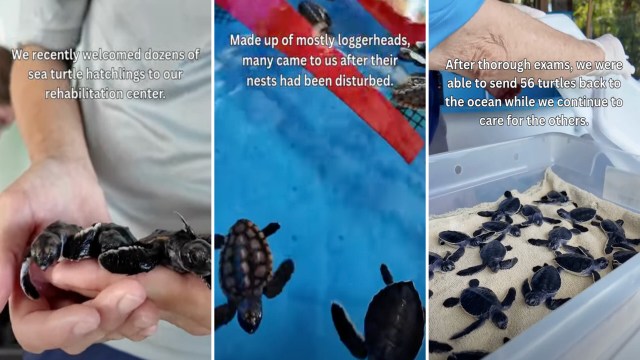 A group of baby sea turtles resting on a towel in a plastic container.