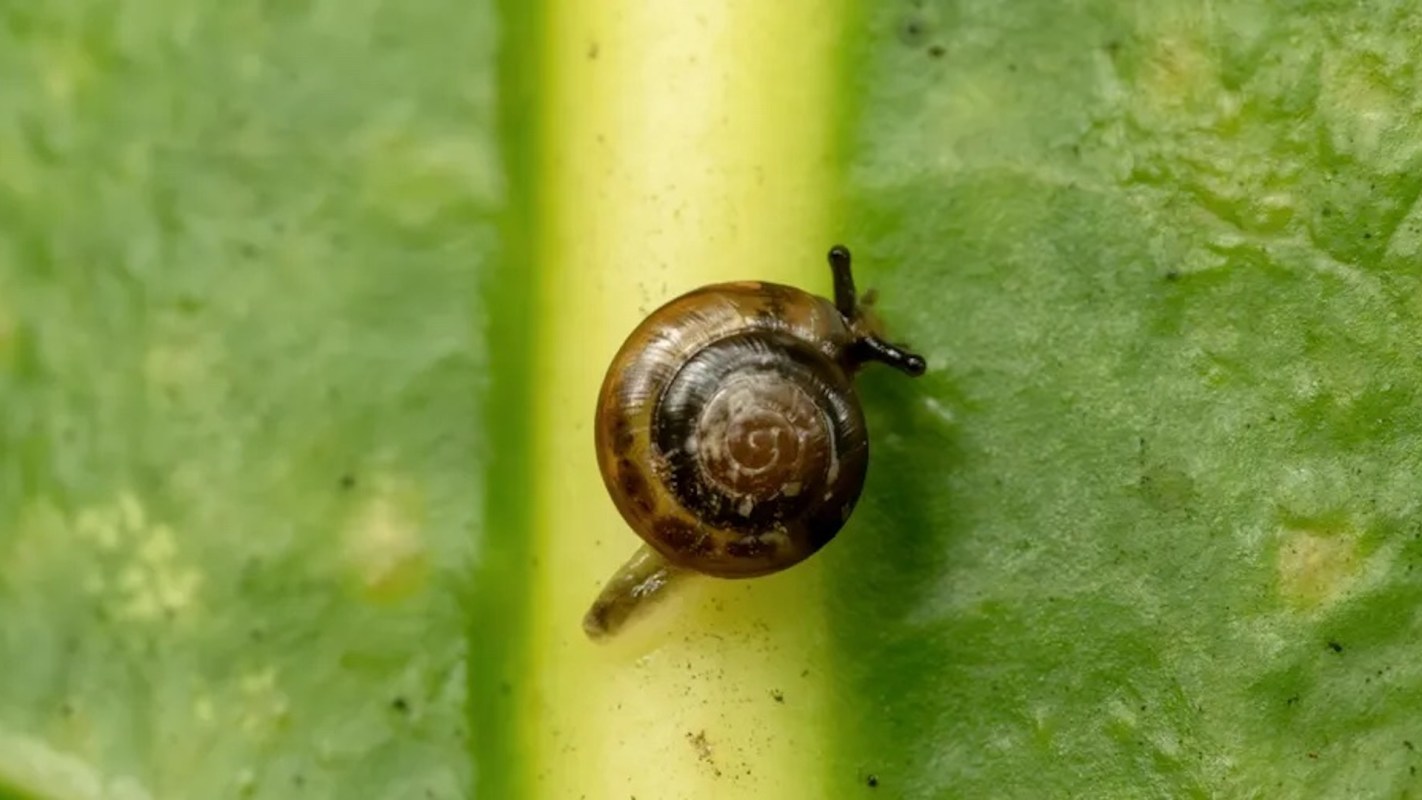 A snail moving along a green leaf.