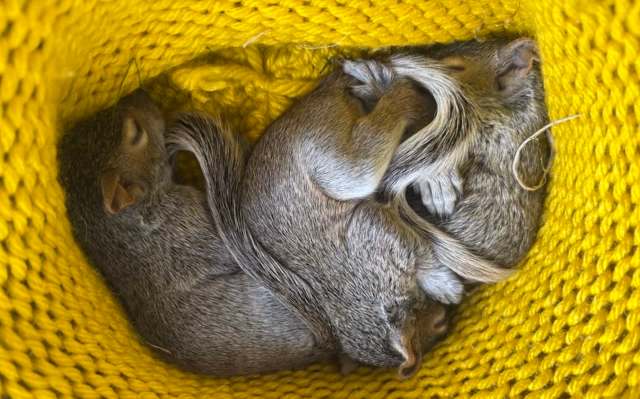 Three baby squirrels curled up together in a yellow knitted blanket.