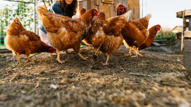 A group of chickens pecking at the ground near a person in a farmyard.