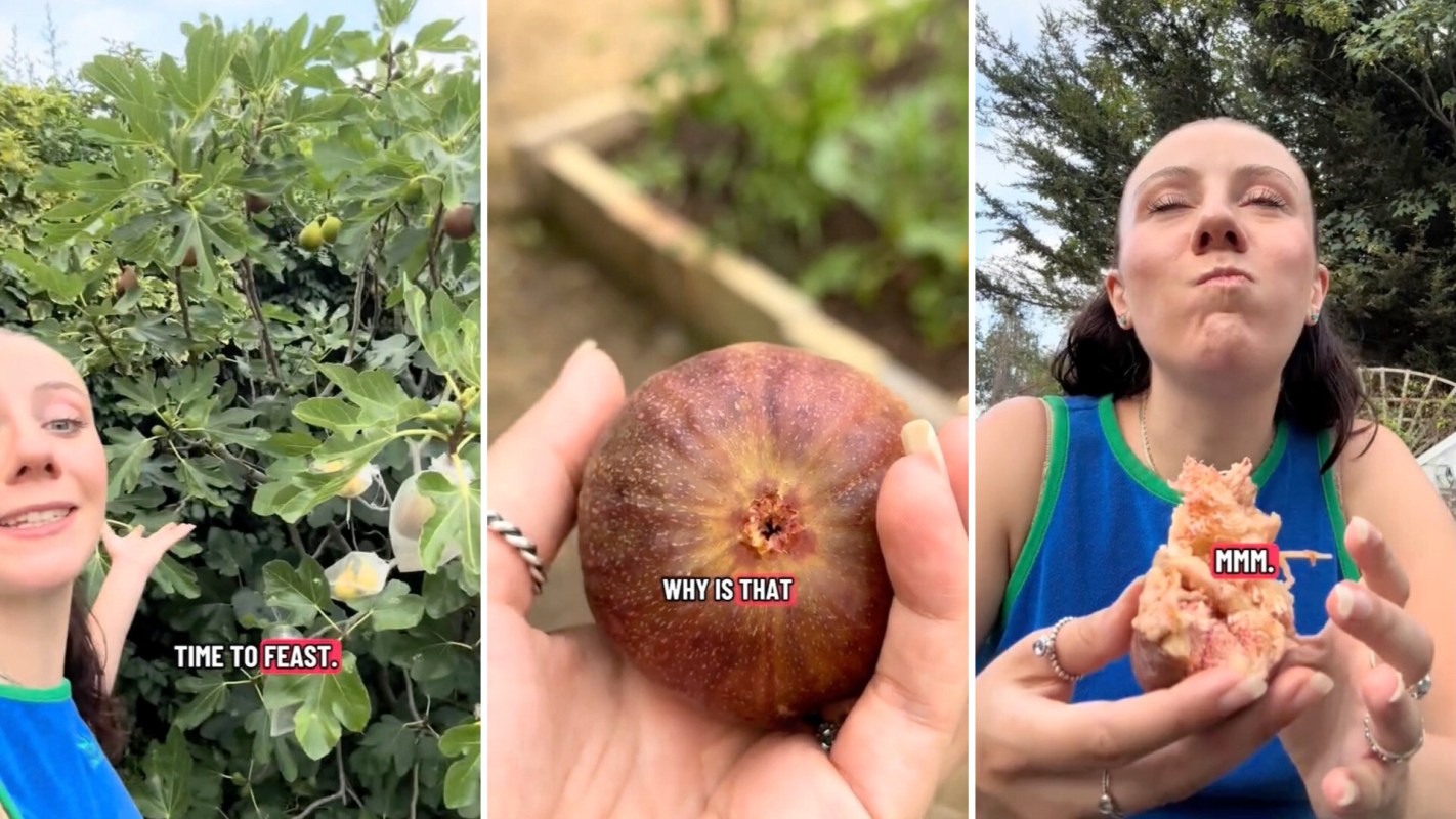 A gardener picking and eating a fig.