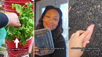 Lettuce growing in a container, a woman holding a food storage container, and hands digging in soil.