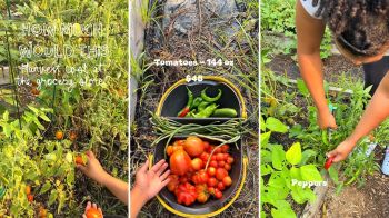 A garden setup showing a variety of harvested vegetables, including tomatoes and peppers, with a pricing note.