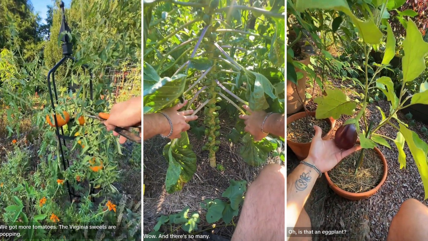 A person harvesting produce.