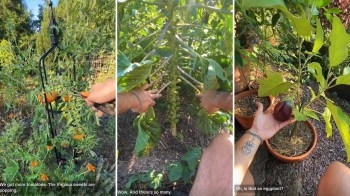 A person harvesting produce.