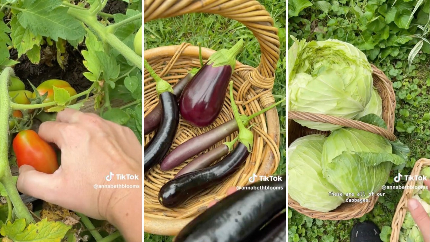 A person harvesting tomatoes, eggplants, and cabbage.