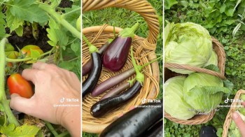 A person harvesting tomatoes, eggplants, and cabbage.