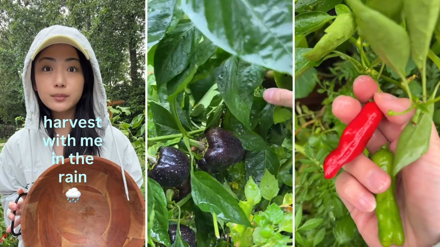 A gardener harvesting vegetables in the rain.