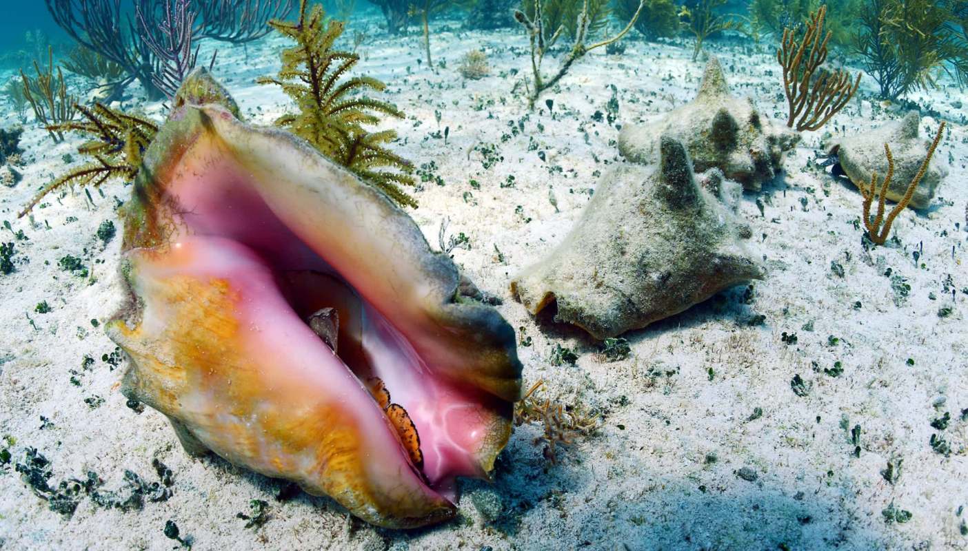 An inhabited conch shell.