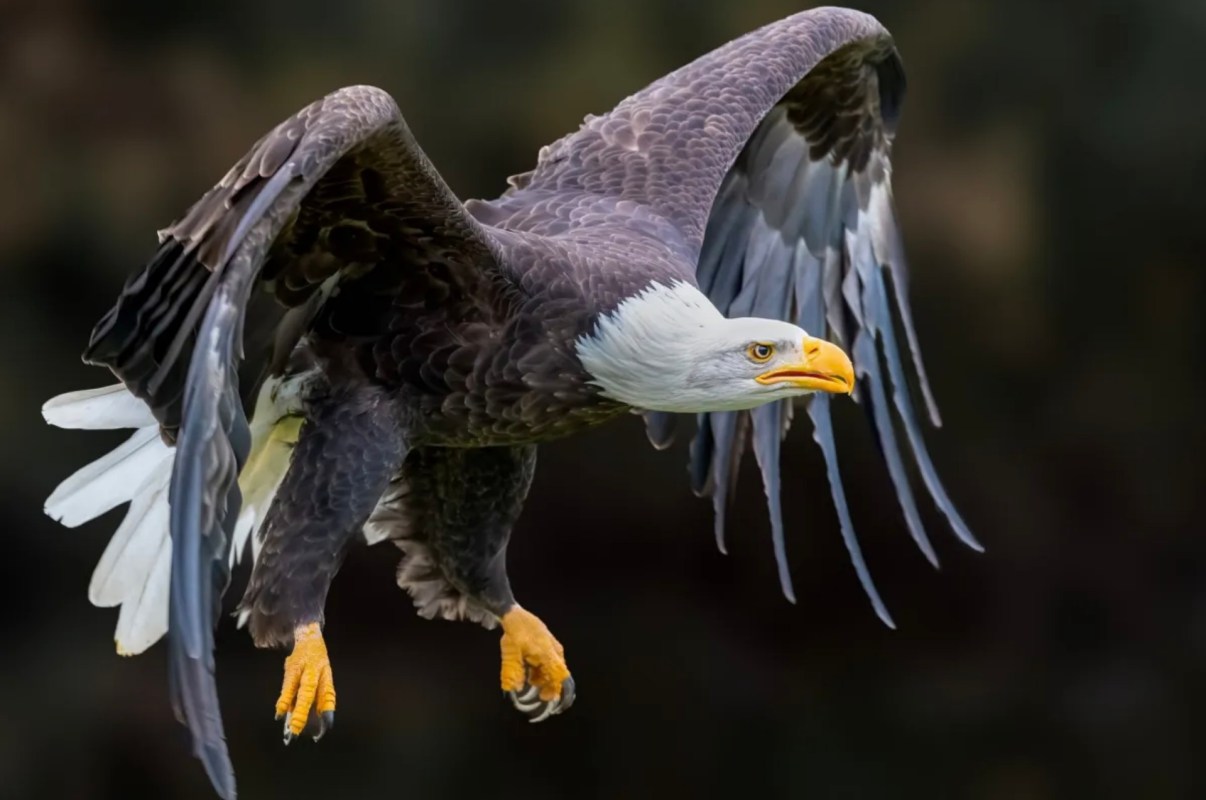 A bald eagle.
