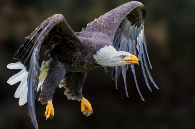 A bald eagle.