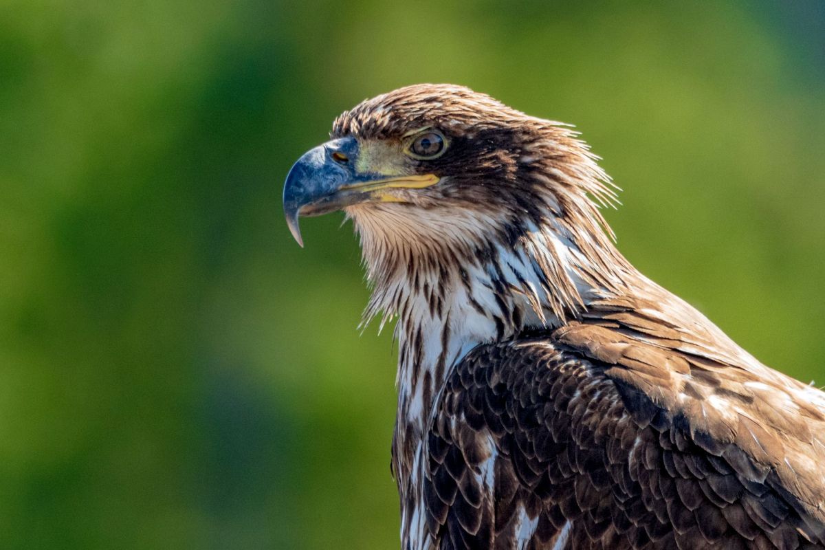 A young bald eagle.