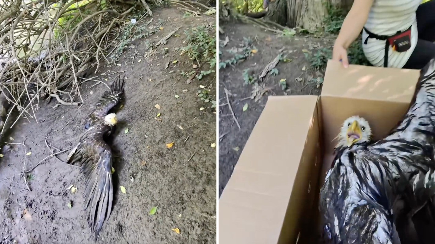 A bald eagle being placed into a cardboard box.