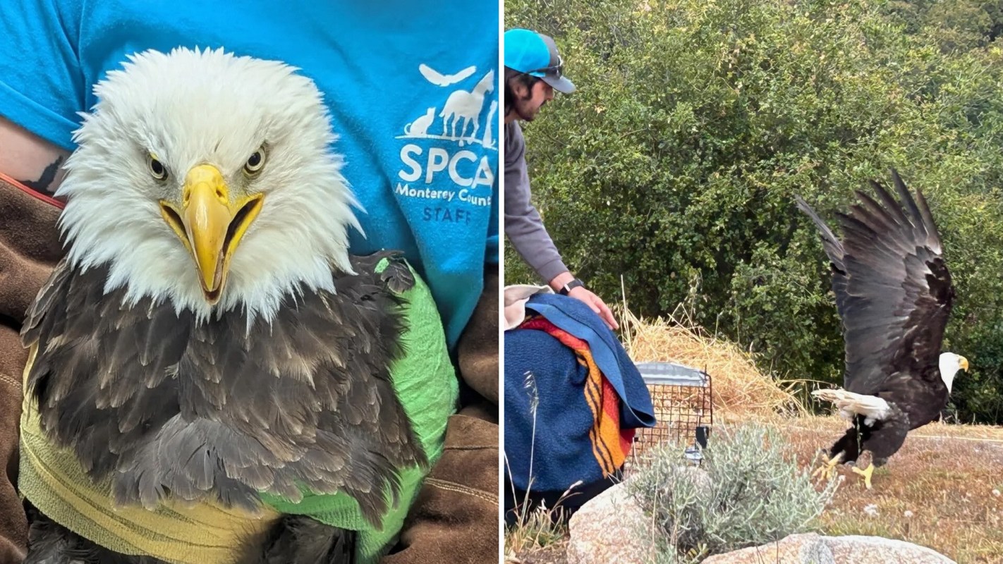 A bald eagle, being rehabilitated, sits on a person's lap, then is seen being released from a cage by a man.