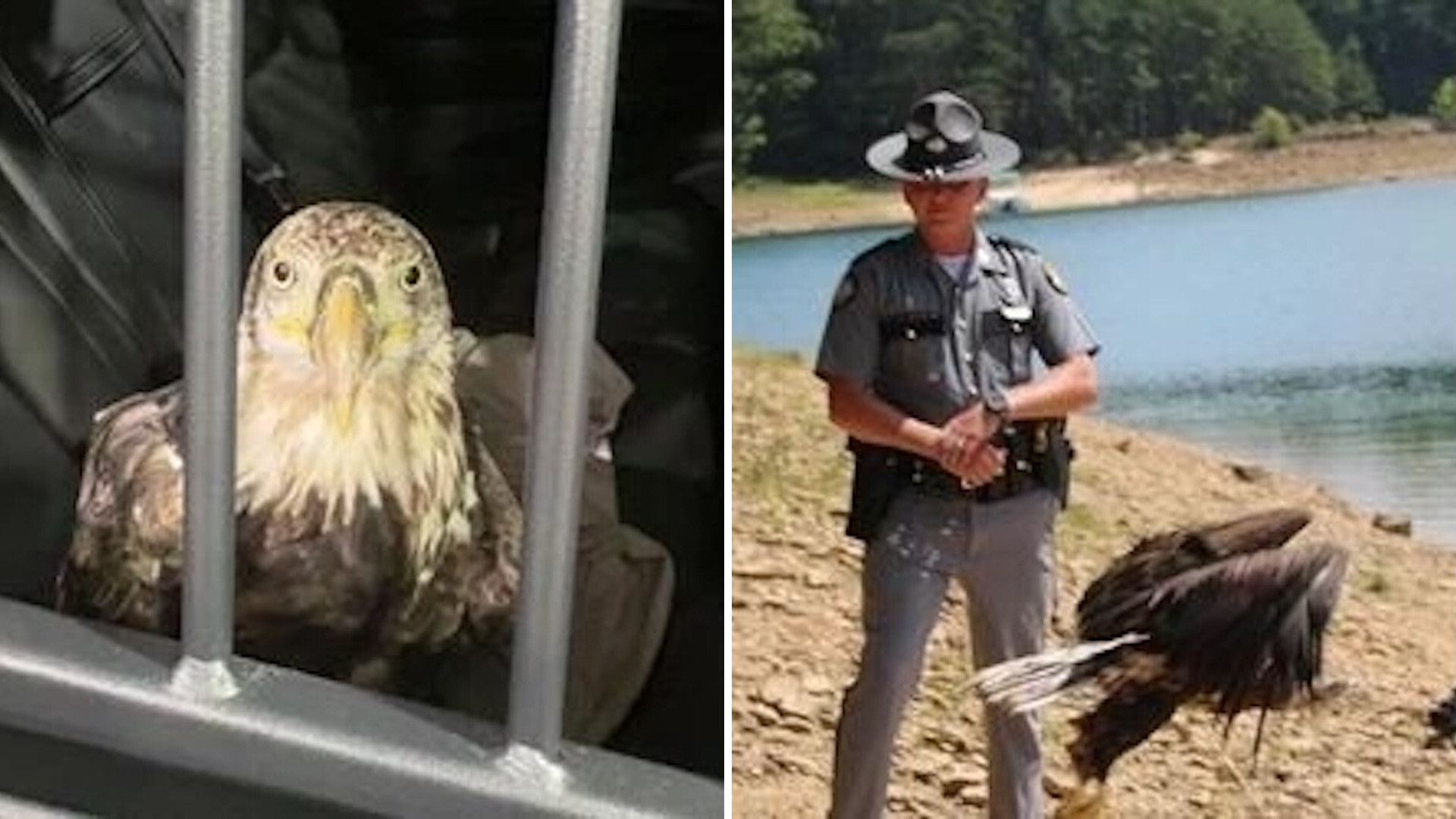 Kentucky trooper rescued an injured bald eagle, then watched it return to the wild