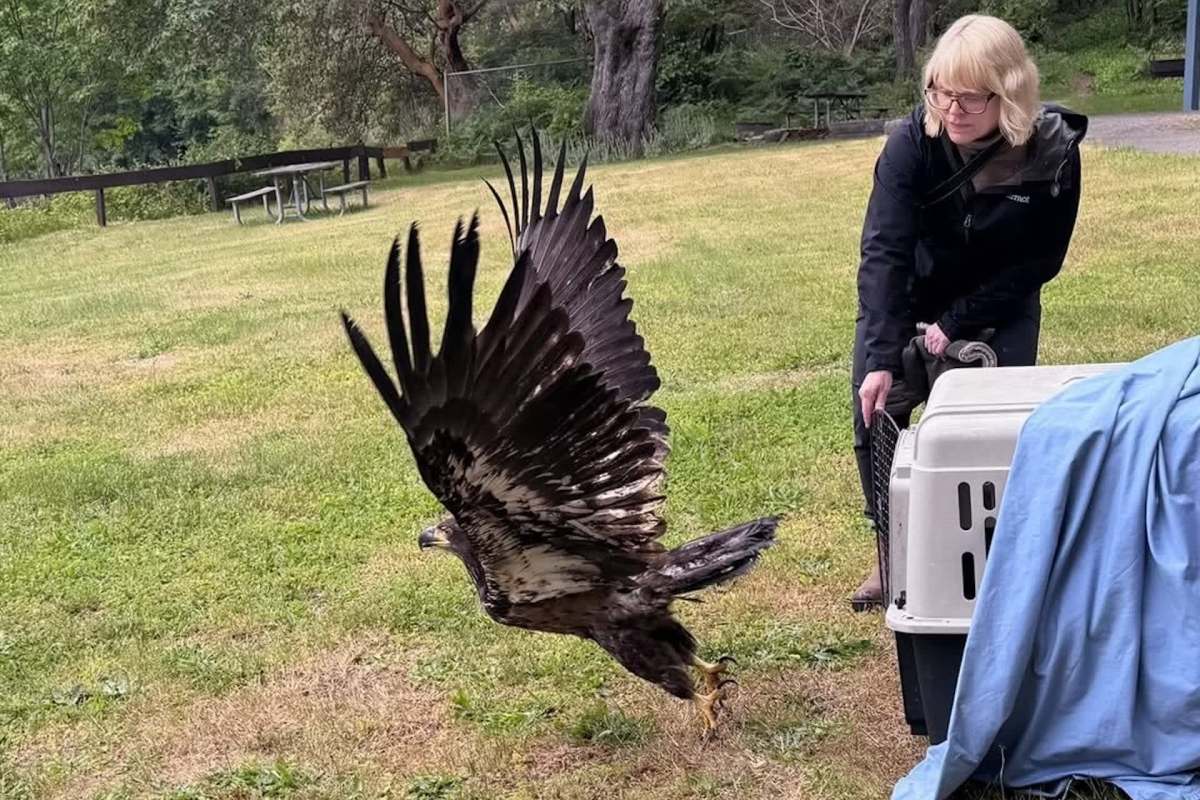 A woman releasing a bald eagle from a crate.