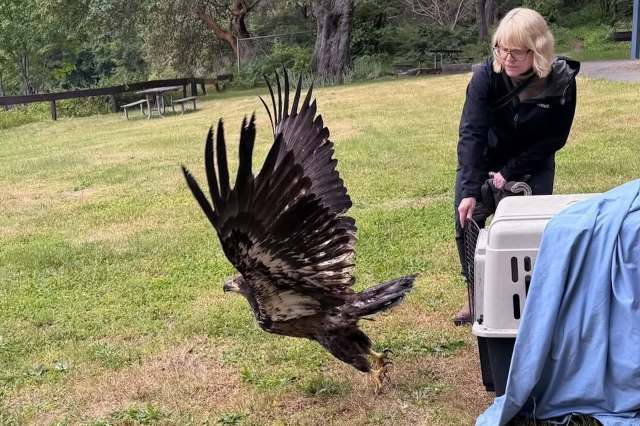 A woman releasing a bald eagle from a crate.