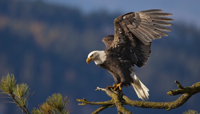 A bald eagle perched on a branch with its wings outstretched.