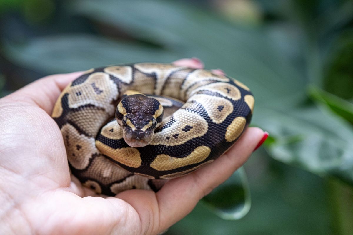A hand holding a ball python.