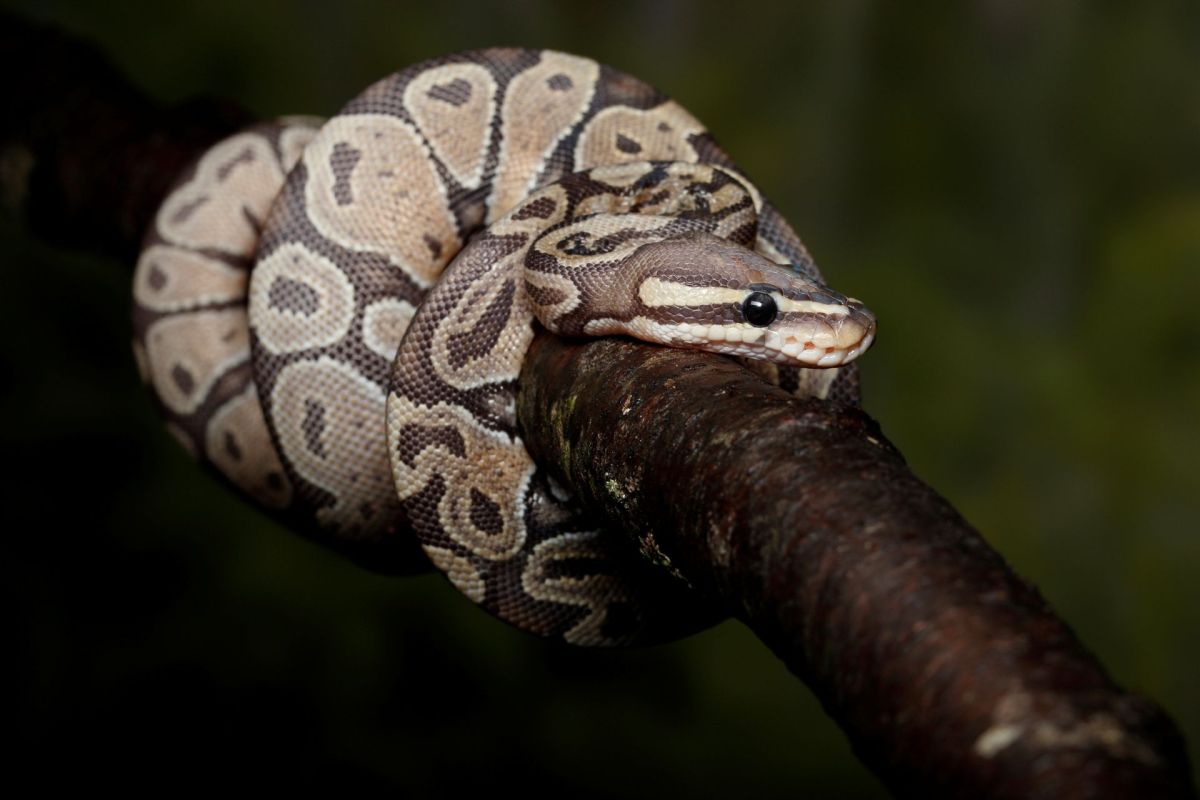 A ball python wrapped around a branch.