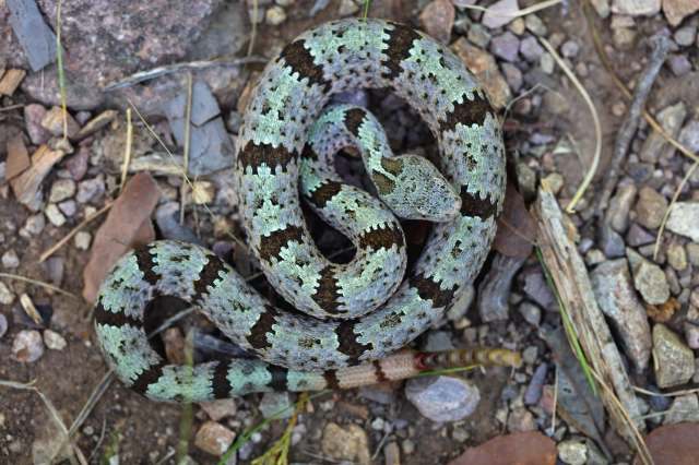 A banded rock rattlesnake.