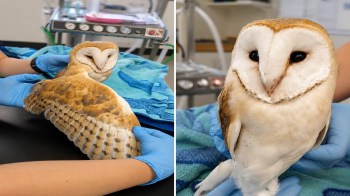 A barn owl at a rehabilitation clinic.