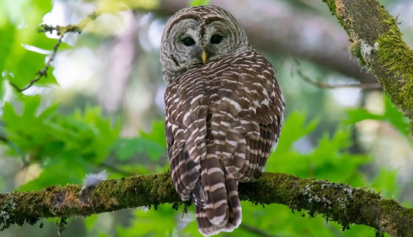 A barred owl perched on a mossy branch.