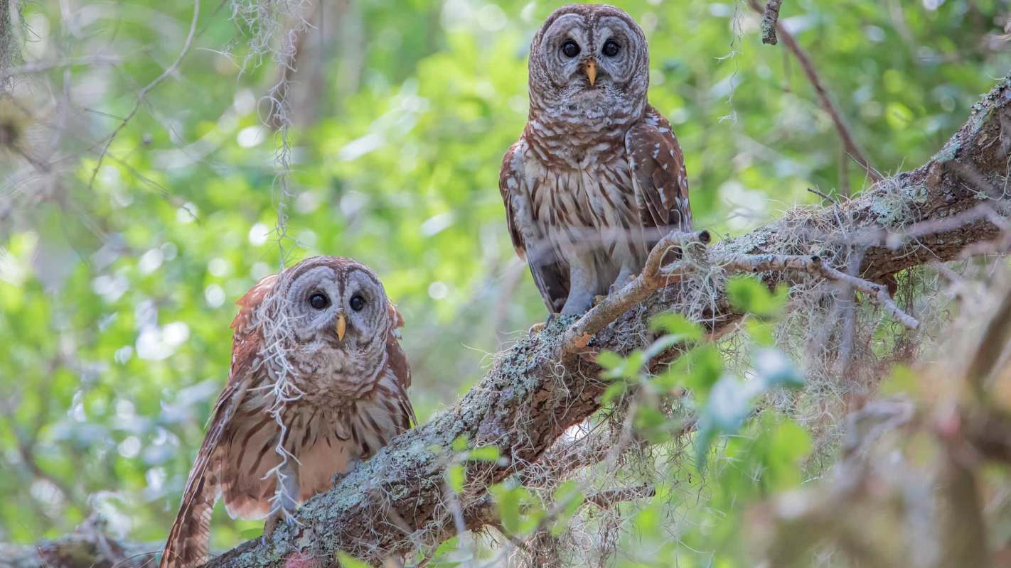 Two owls perched on a moss-covered branch surrounded by green foliage.
