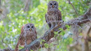 Two owls perched on a moss-covered branch surrounded by green foliage.