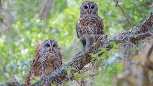 Two owls perched on a moss-covered branch surrounded by green foliage.