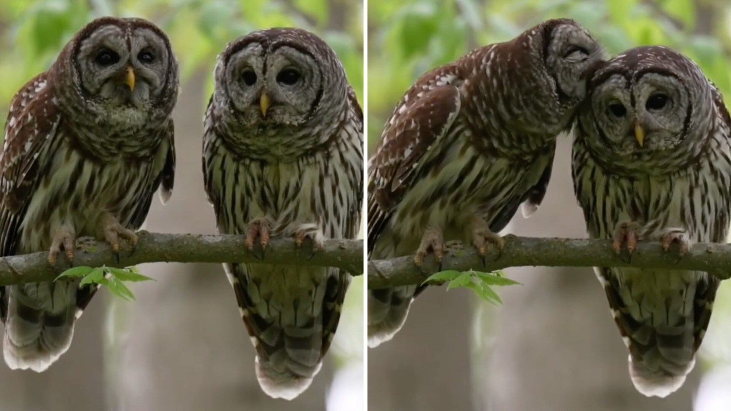 Two barred owls on a branch.