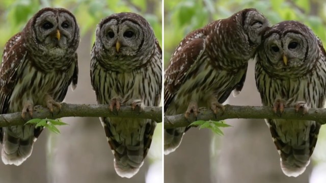 Two barred owls on a branch.
