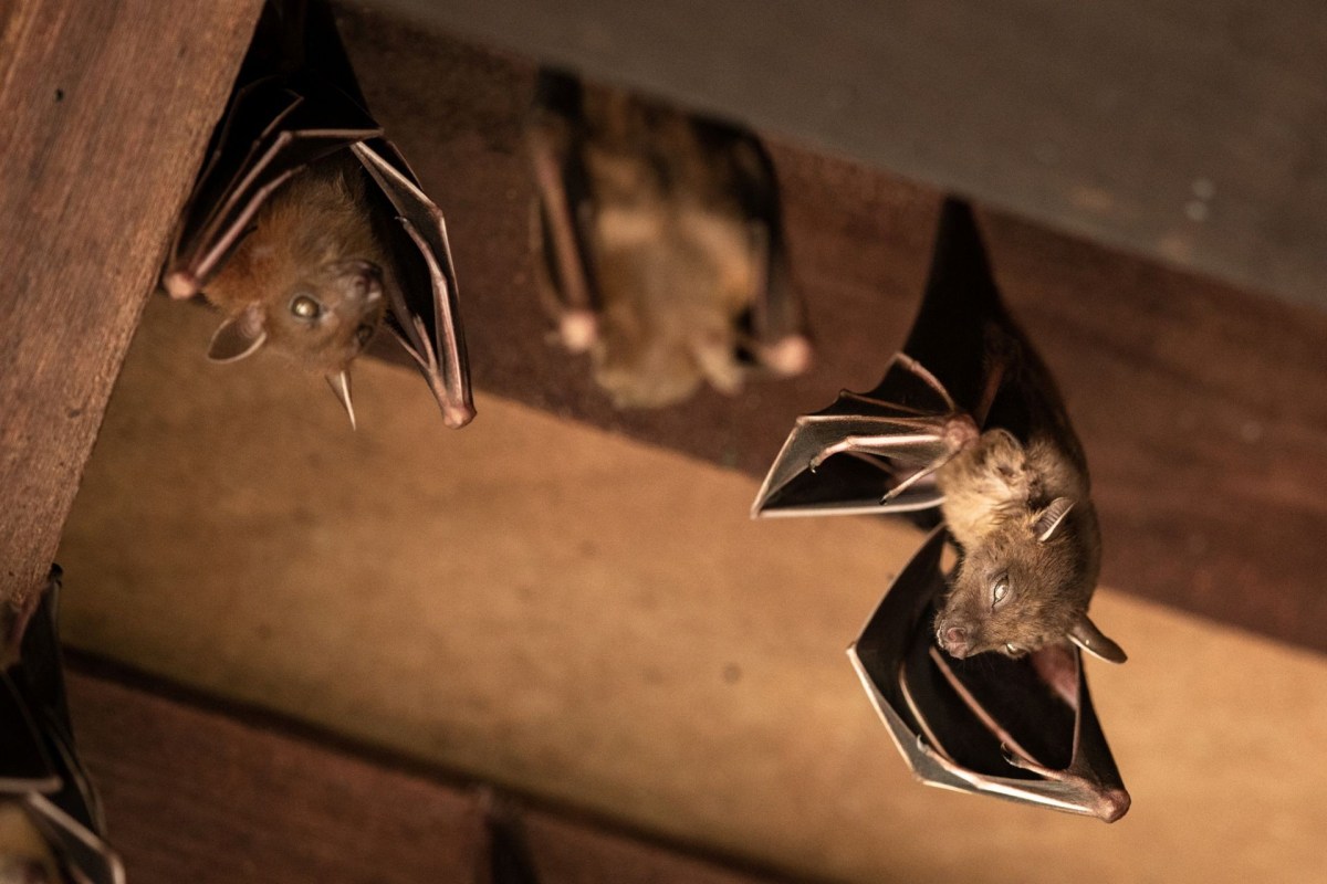 Bats hanging from the rafters.