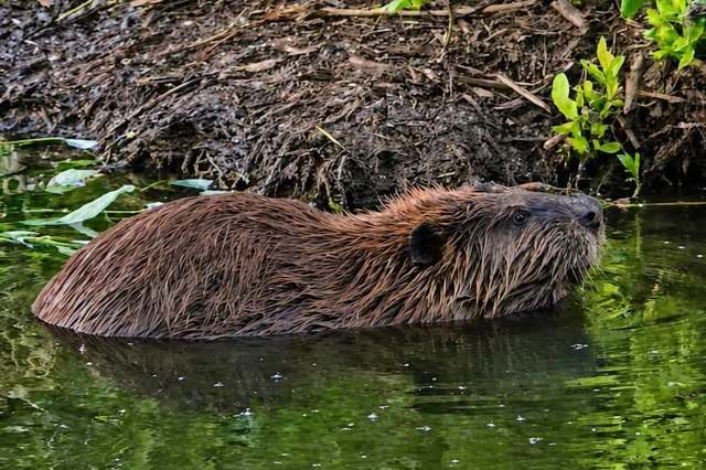 A beaver is partially submerged in a green pond with plants along the shore.