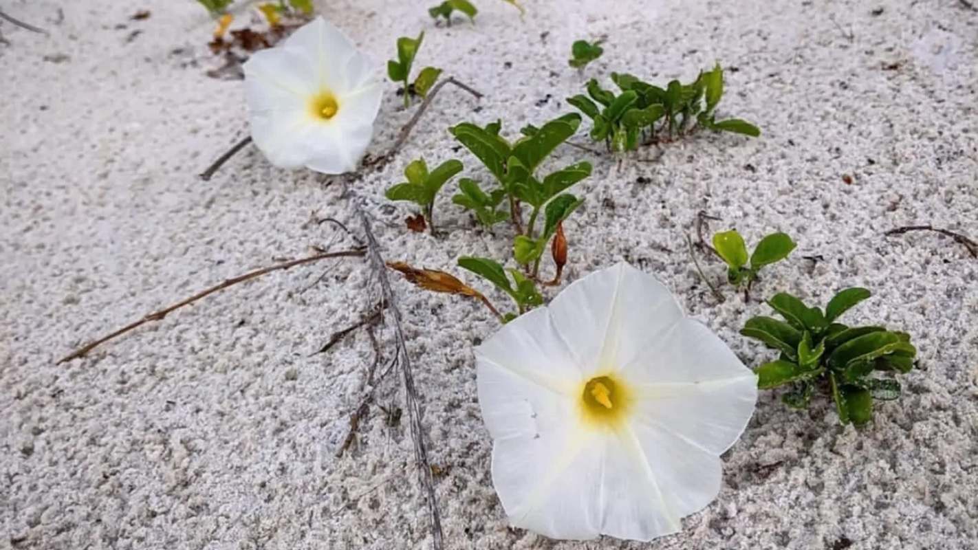Beach morning glory on sand.