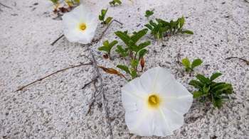 Beach morning glory on sand.