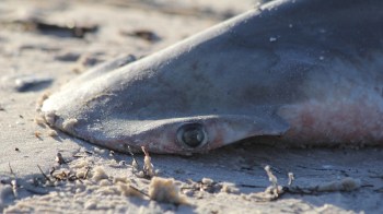 A shark lying on the sand with its eye partially visible.