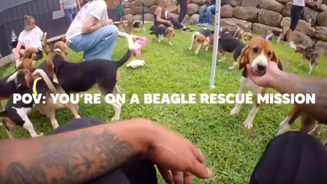 A person interacts with a beagle in a grassy area with several other beagles nearby.