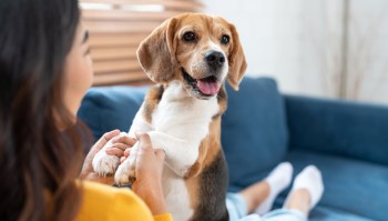 A dog and a person interact on a couch in a cozy interior setting.