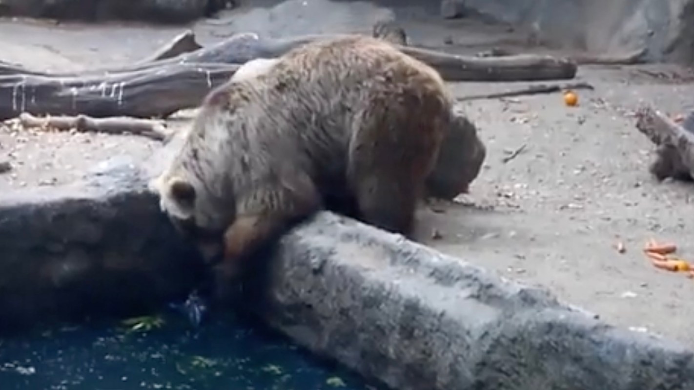 A bear investigates the edge of a water feature with a background of rocks and scattered orange peels.