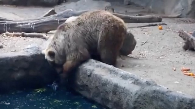 A bear investigates the edge of a water feature with a background of rocks and scattered orange peels.