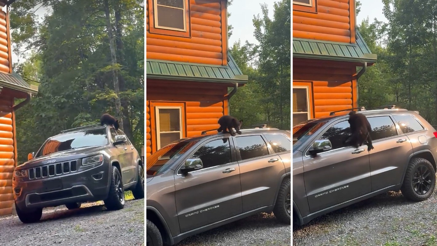 A bear climbs on the roof of a parked SUV near a cabin surrounded by trees.