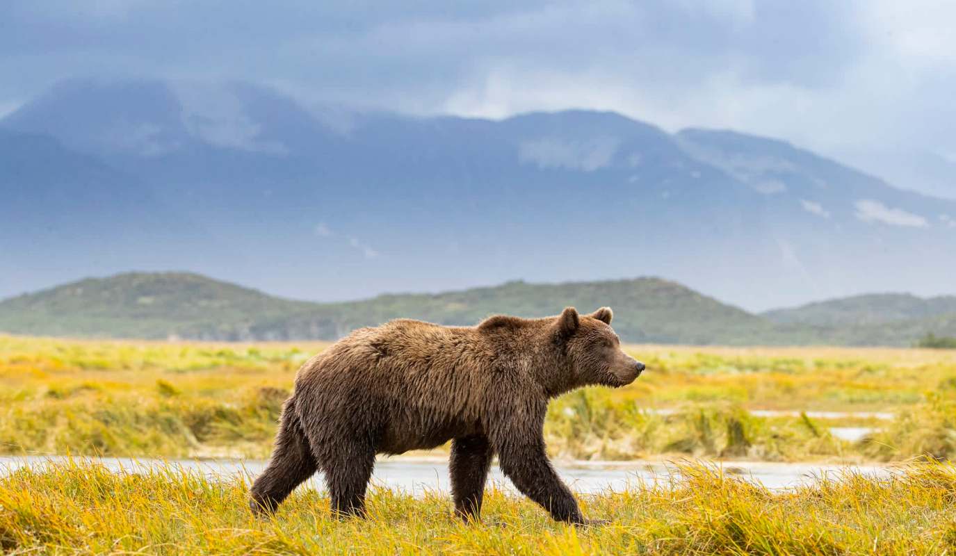 A bear walks through a grassy landscape with mountains in the background.