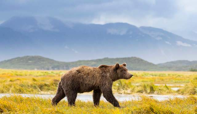 A bear walks through a grassy landscape with mountains in the background.