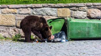 A bear rummages through a green trash bin surrounded by scattered garbage.